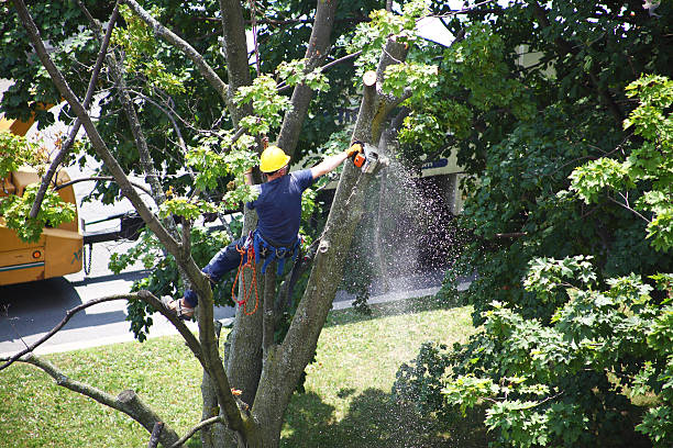 Welcome, SC Tree Care Company